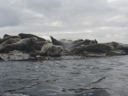 Farne Islands